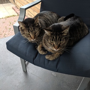 Fundraising Page: Janell Bartlett